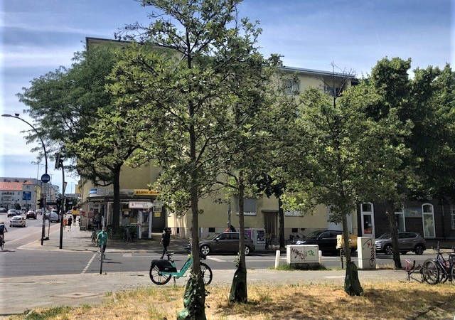 Trees after 14 years