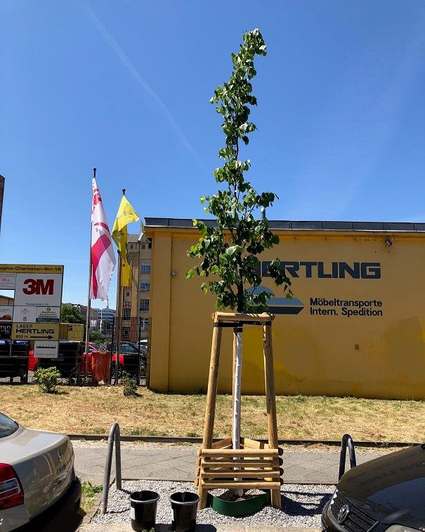 Ein Baum in Berlin vor dem Betriebshof von HERTLING